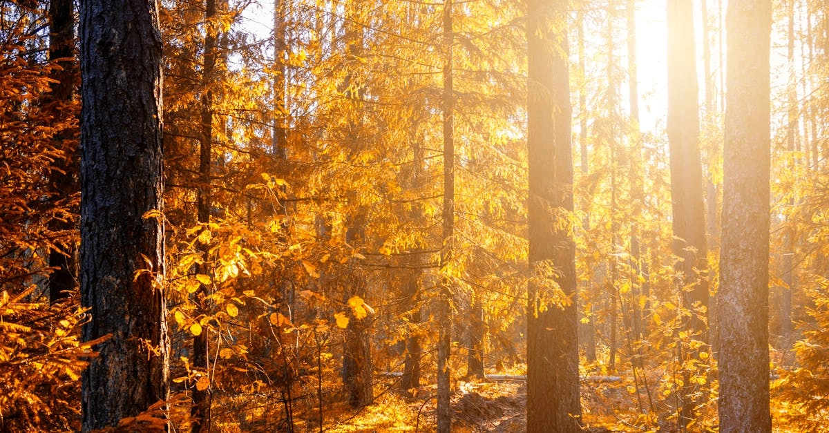 Релакс с Wild West Gold комфортный гейминг дома