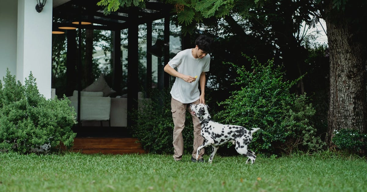 Расслабляющий игровой процесс слота The Dog House для комфортного отдыха